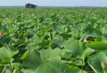 تالاب انزلی