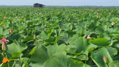 تالاب انزلی