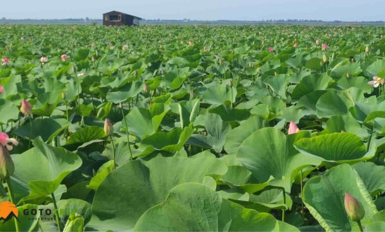 تالاب انزلی