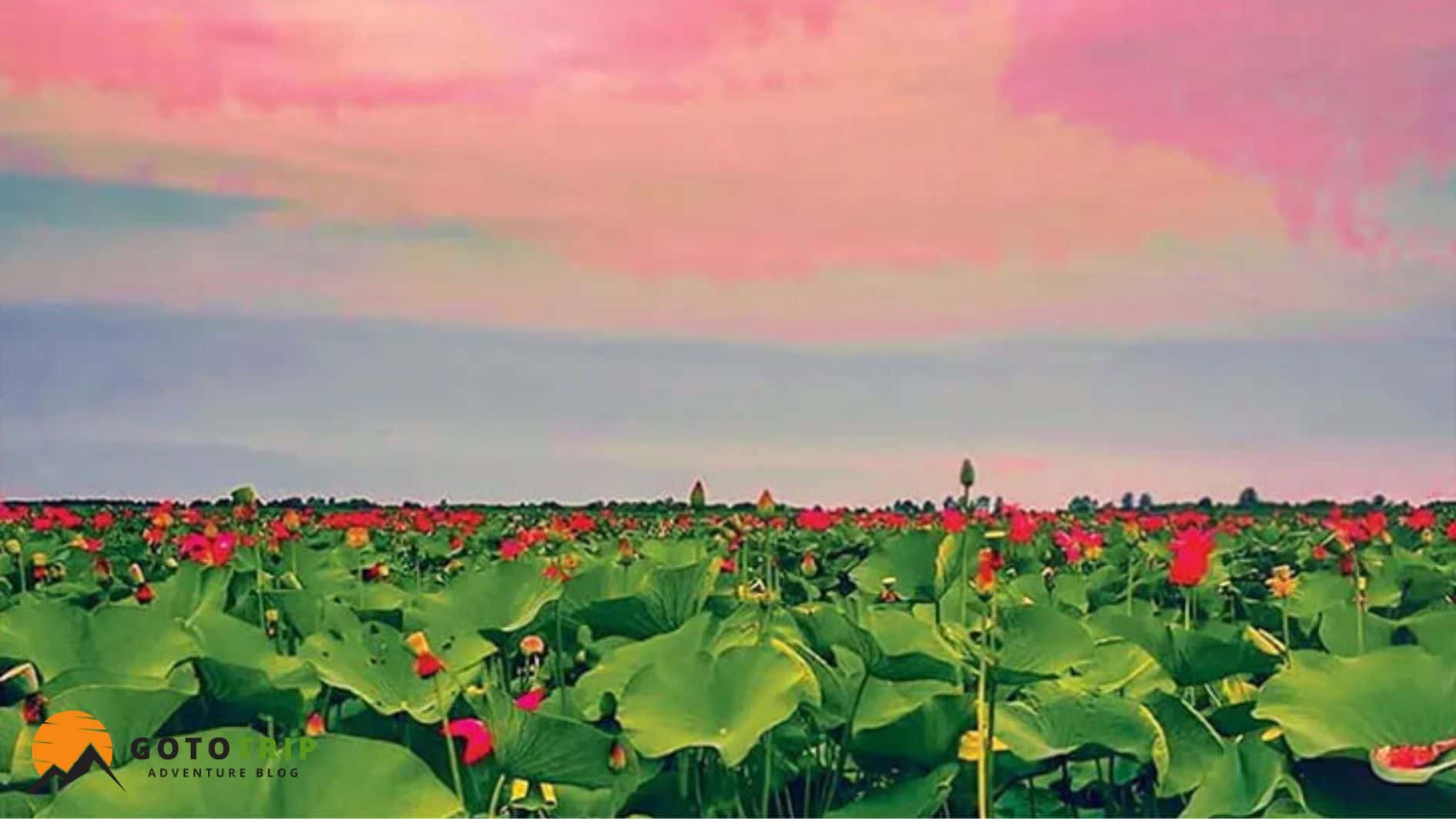 تالاب انزلی - جمع بندی