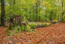 جنگل دالخانی