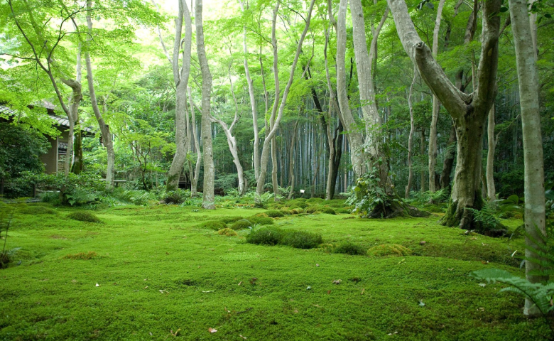 بهترین زمان سفر جنگل دوهزار و سههزار