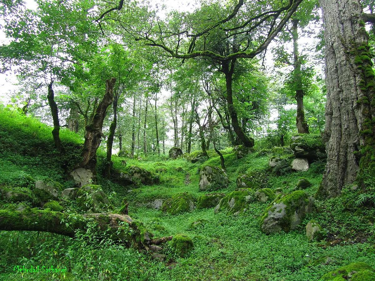 جنگل دوهزار و سههزار