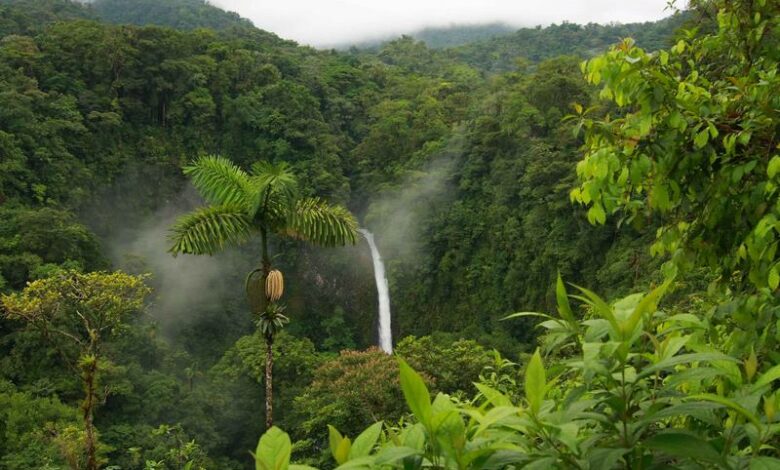 جنگل های هیرکانی