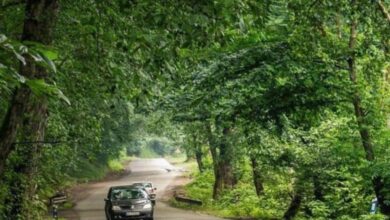 جنگل دوهزار سه هزار