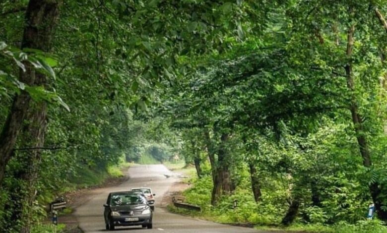 جنگل دوهزار سه هزار