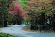 جنگل النگدره گرگان