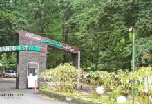 جنگل سیسنگان