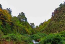 جنگل لیلا کوه