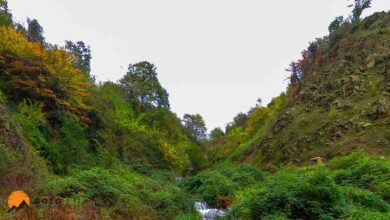 جنگل لیلا کوه