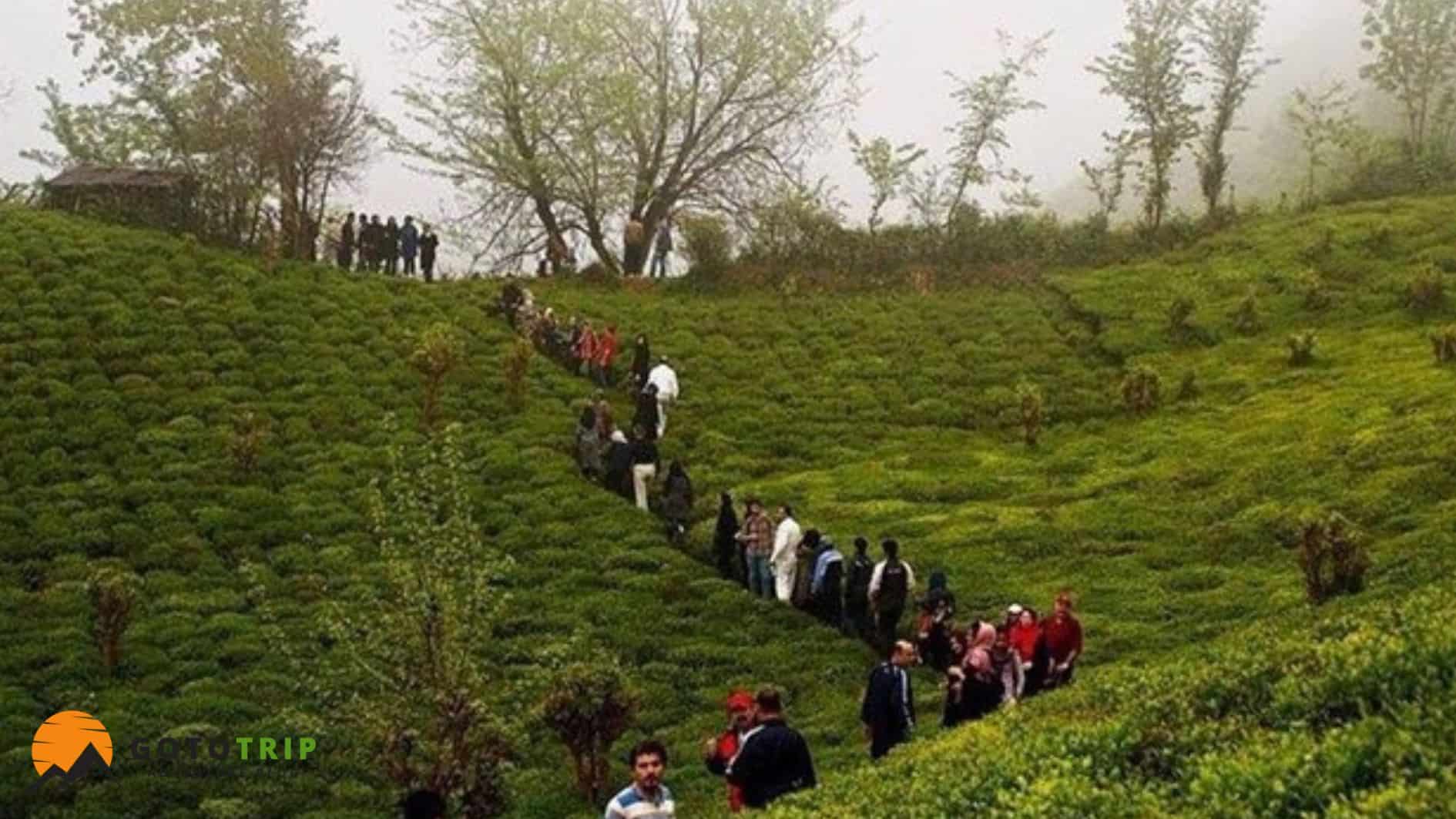 جنگل لیلا کوه