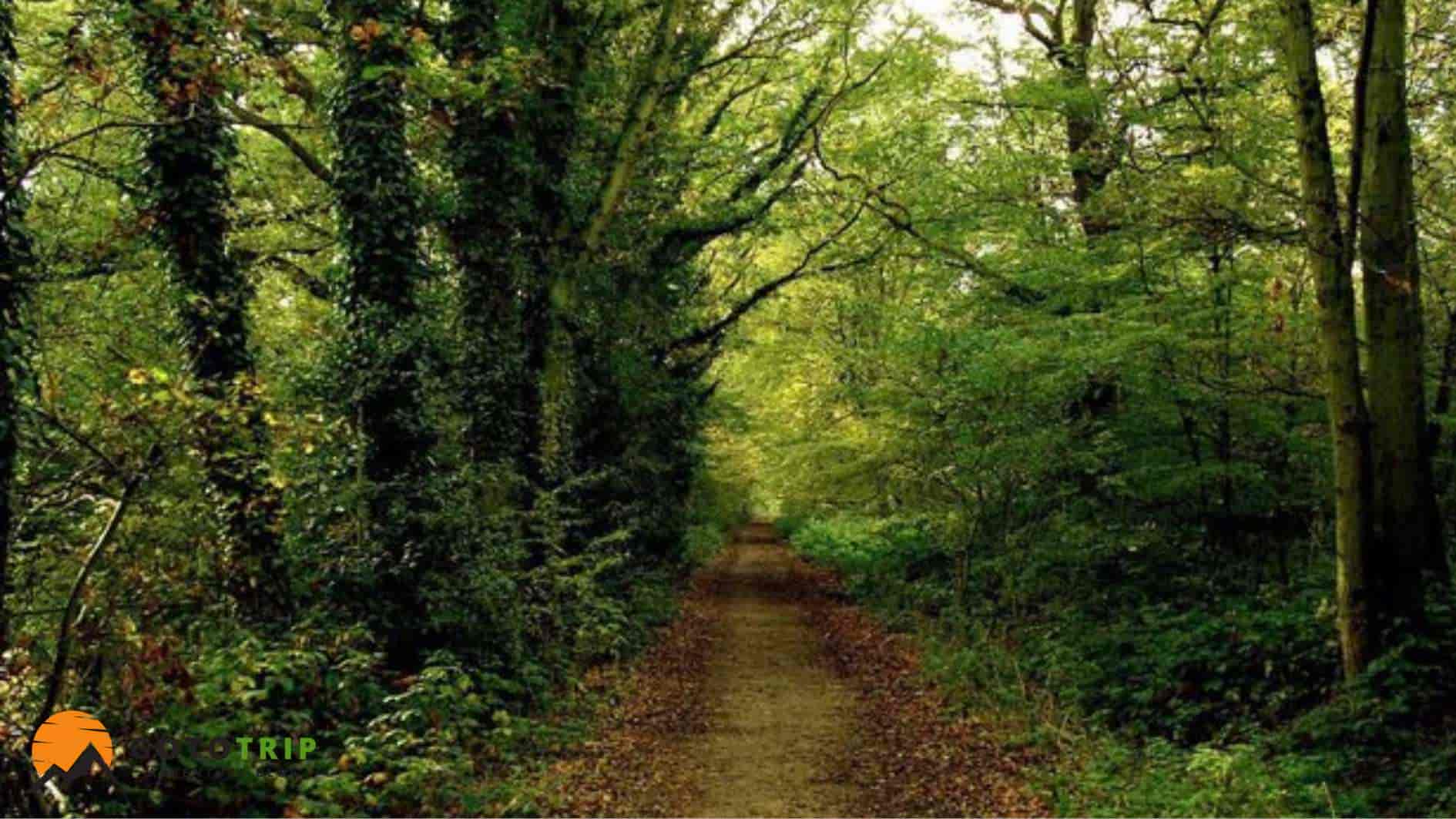 بخشجنگلی سی سنگان