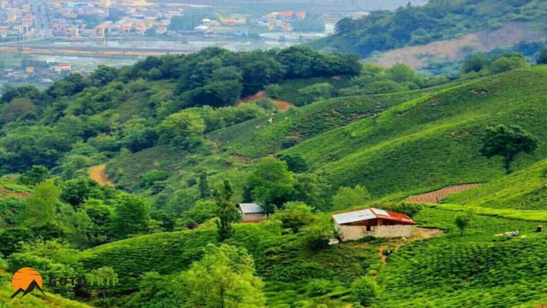 جنگل لیلا کوه