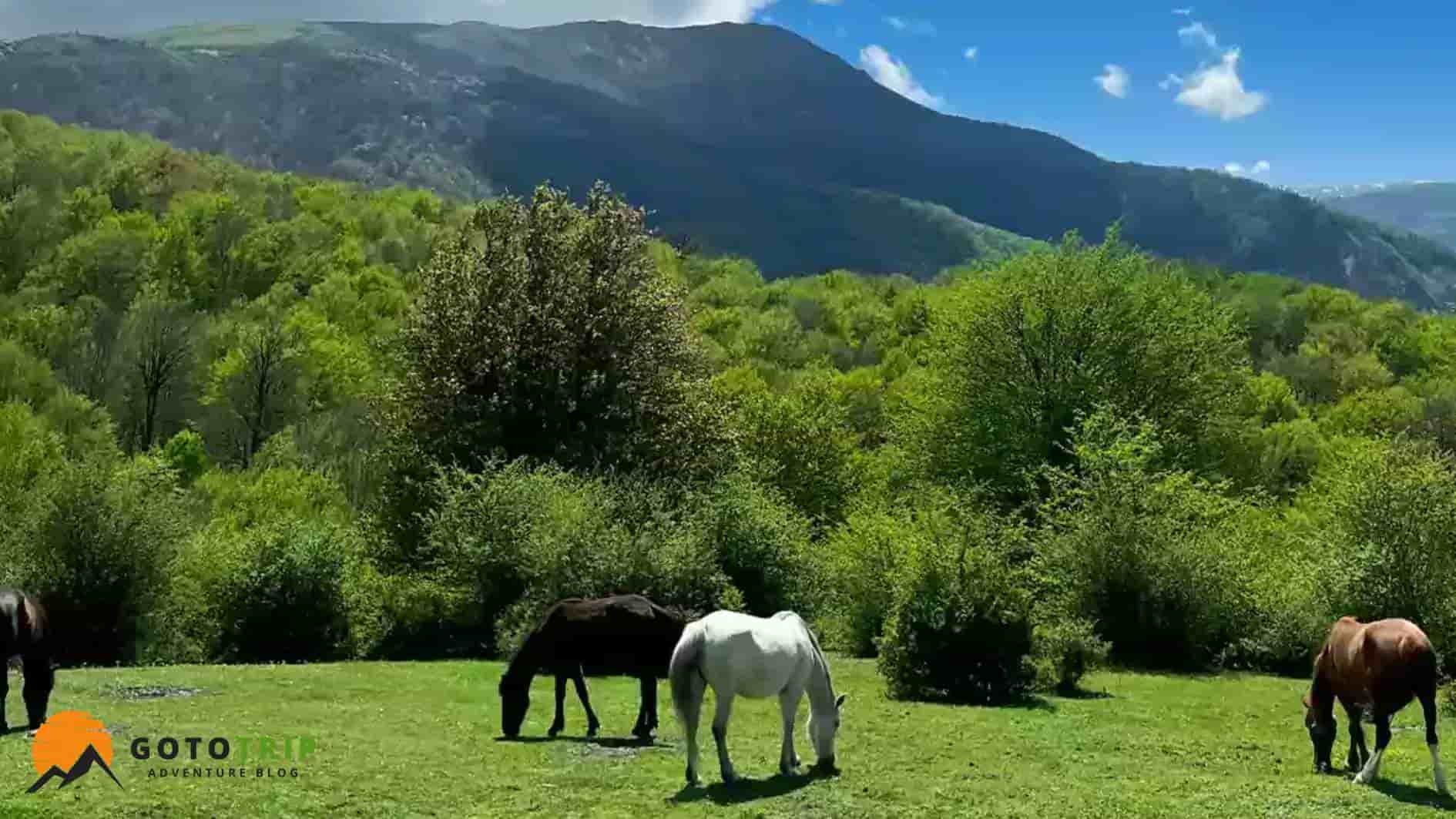 تفریحات و فعالیت‌های محبوب در الیمستان