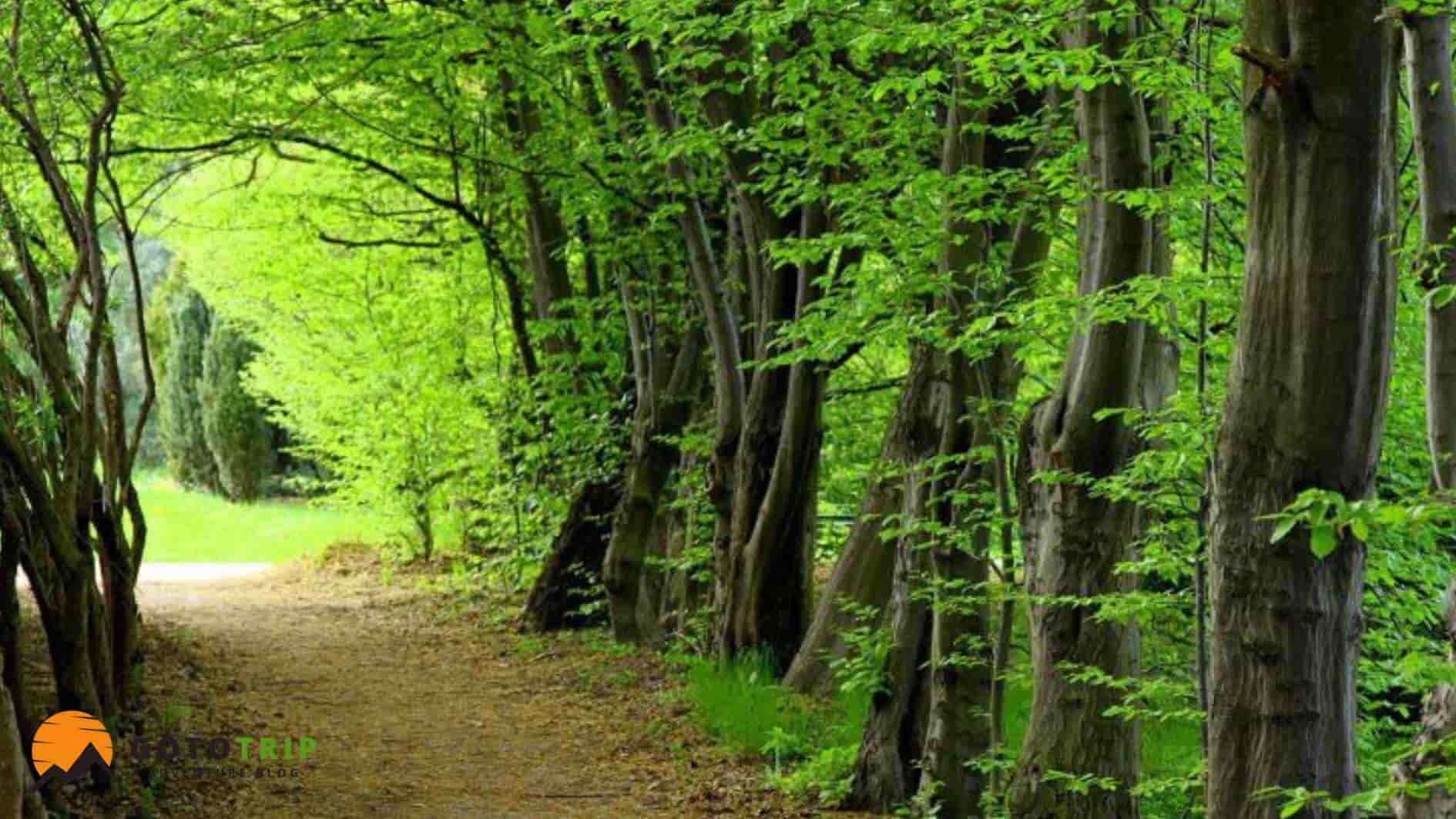 بهترین زمان سفر به جنگل گلستان