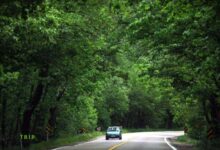 جنگل گلستان