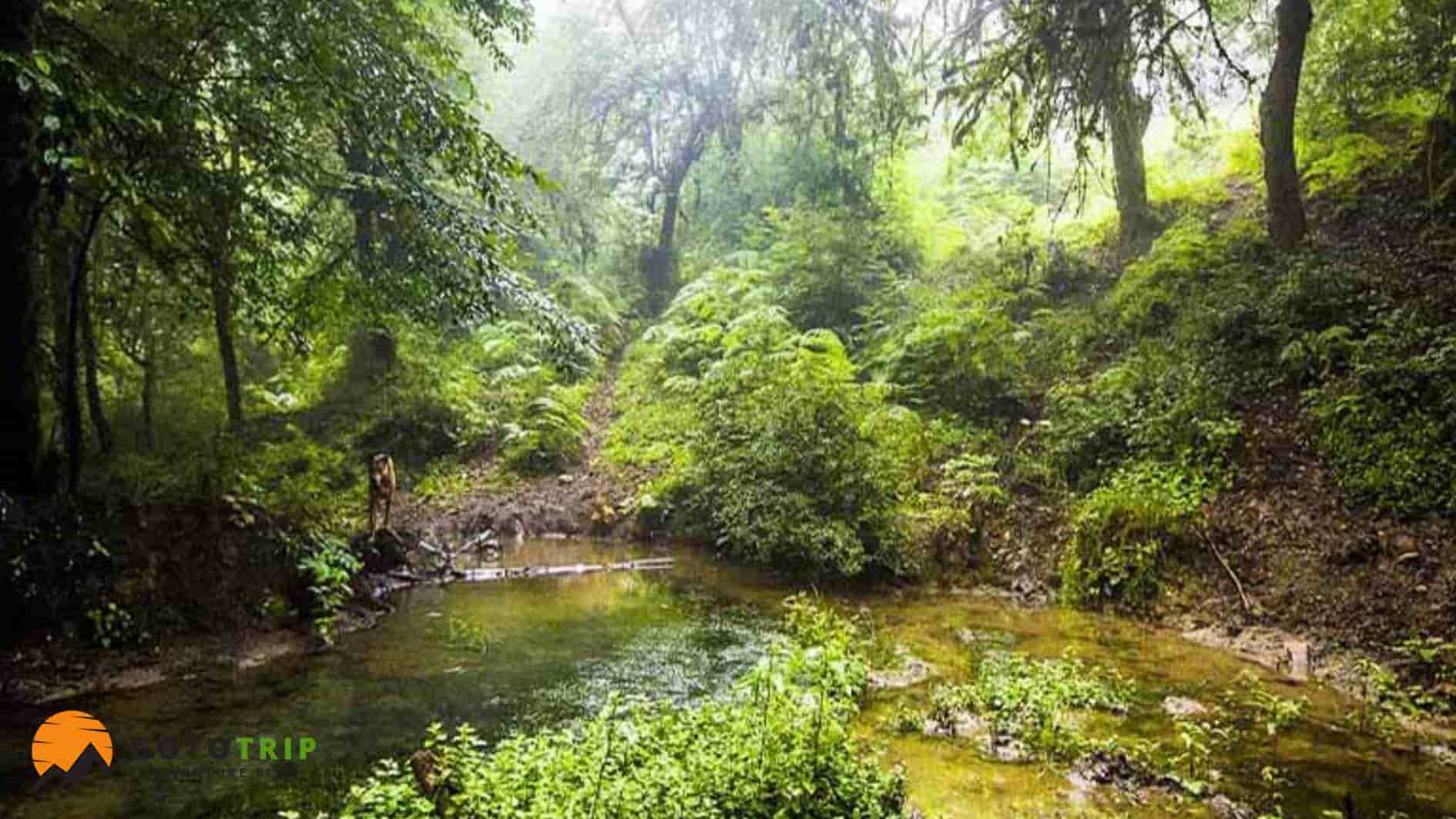 پوشش گیاهی جنگل گلستان