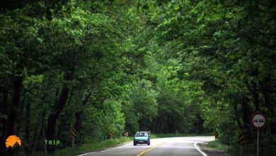 جنگل گلستان