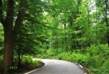 جنگل الیسمتان