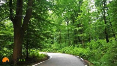 جنگل الیسمتان