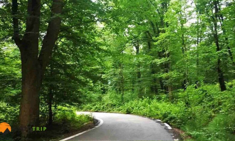 جنگل الیسمتان