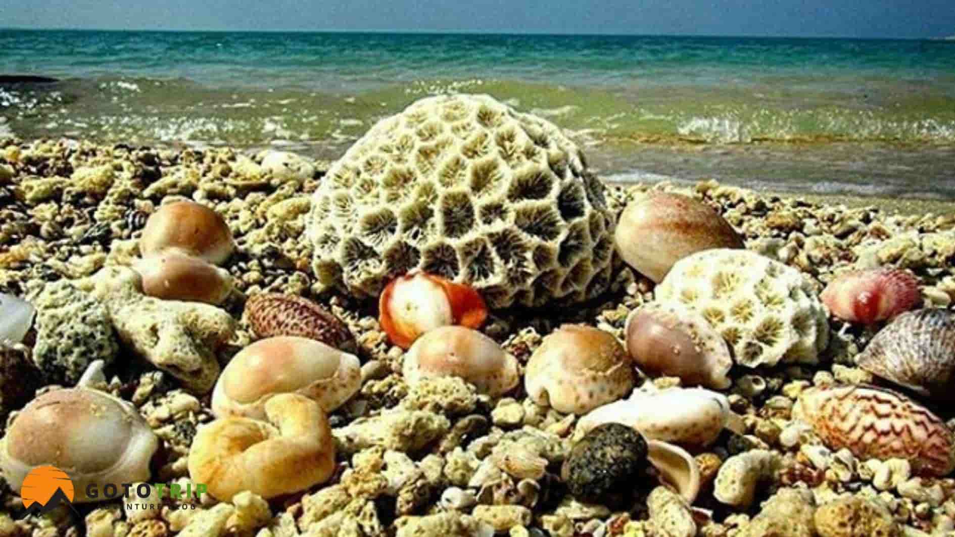 بخش‌ها و مناطق مختلف ساحل نایبند