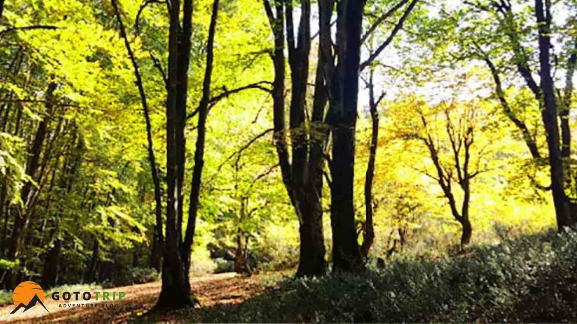 تفریحات و فعالیت‌های محبوب در الیمستان