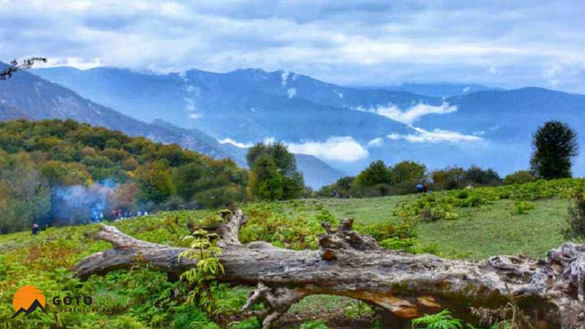 طبیعت و پوشش گیاهی جنگل الیمستان