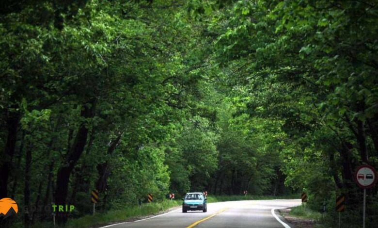 جنگل گلستان