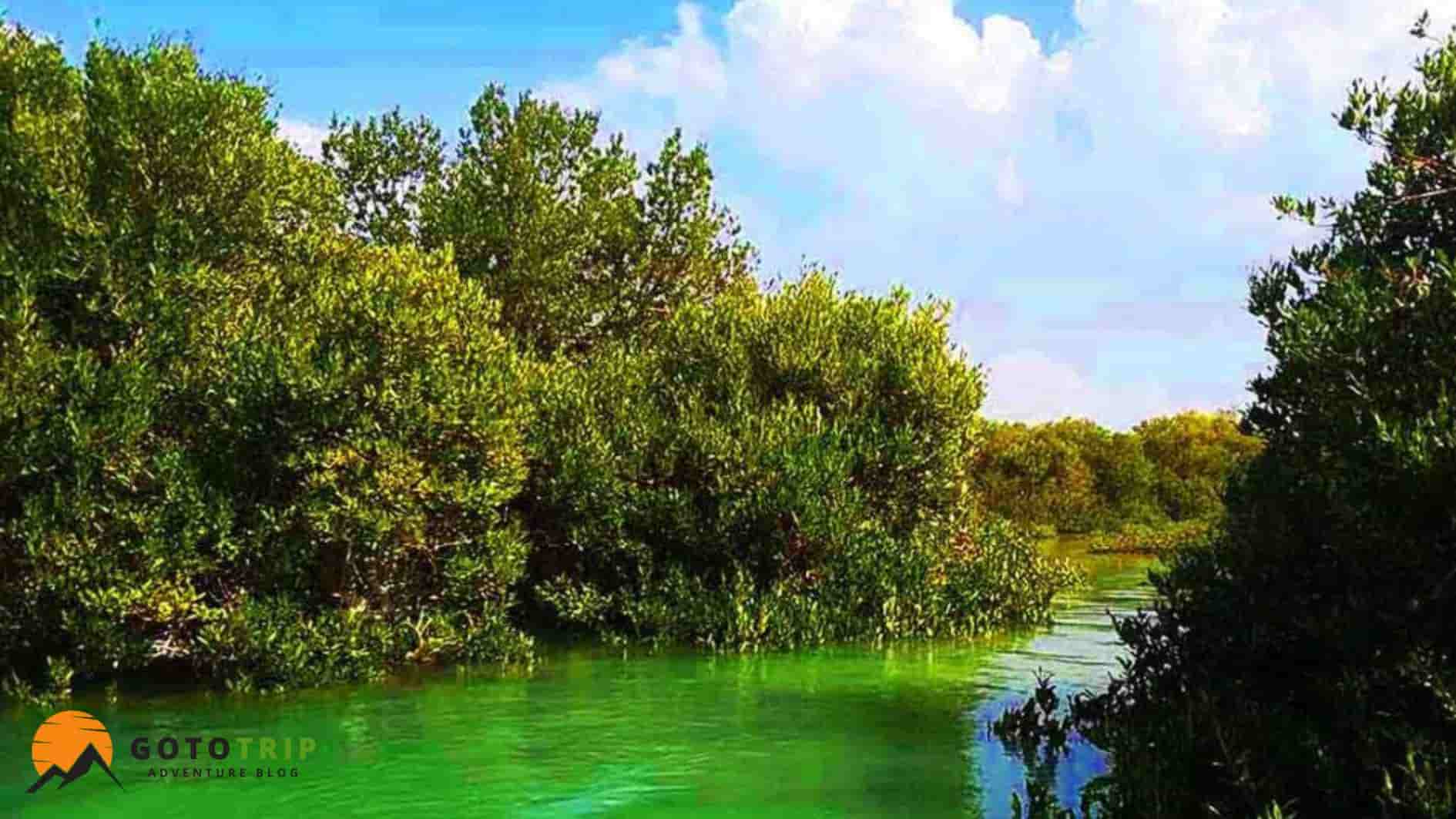 جنگل هرا ساحل نایبند