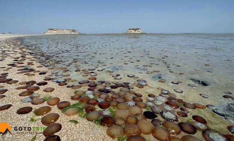 ساحل هندورابی؛ نگین بکر خلیج فارس