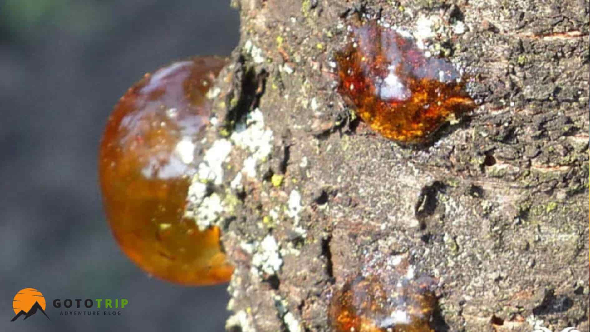 استفاده از پوست درخت و صمغ کاج