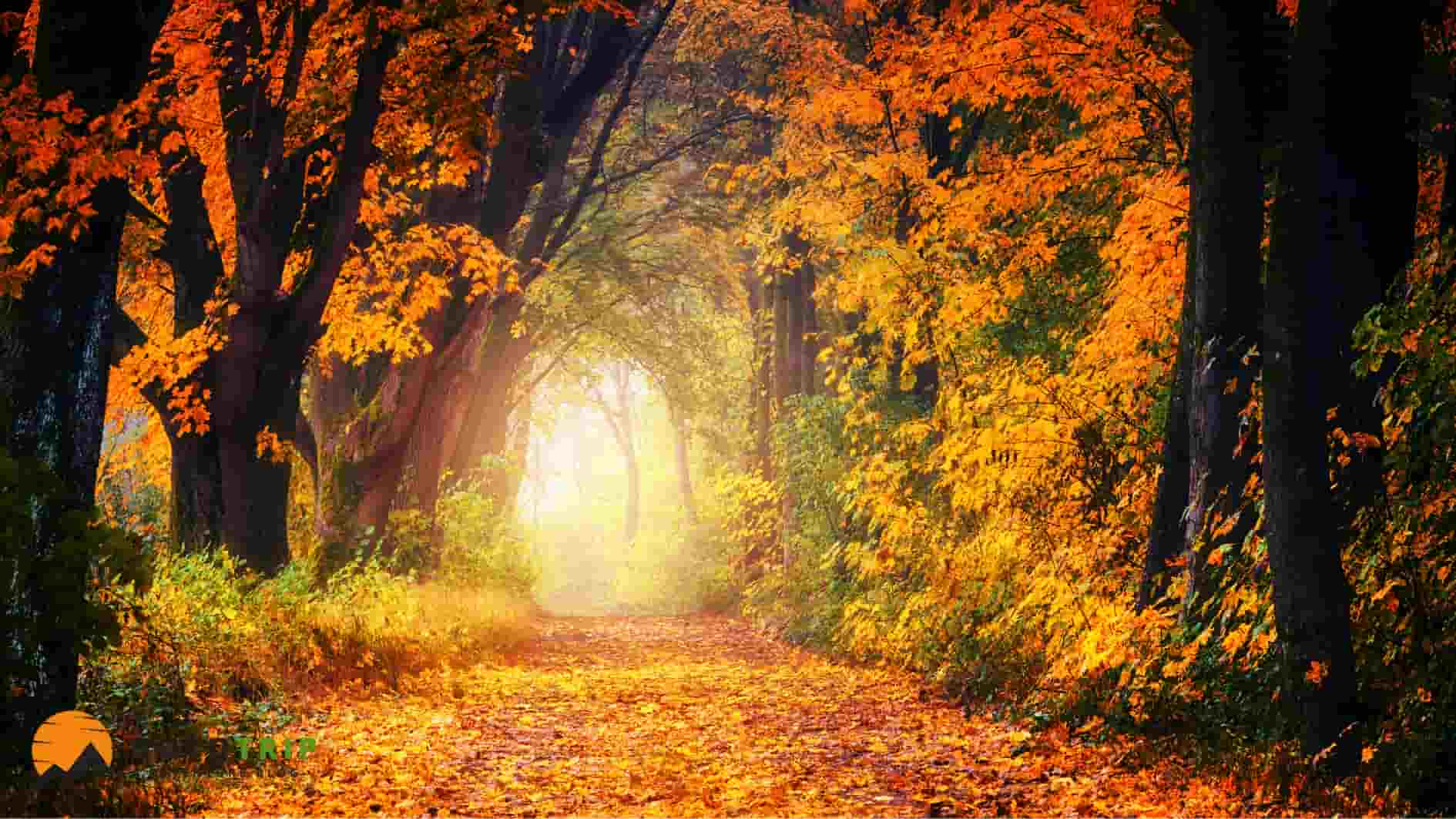 مسیرهای جنگلی و جاده‌های پاییزی