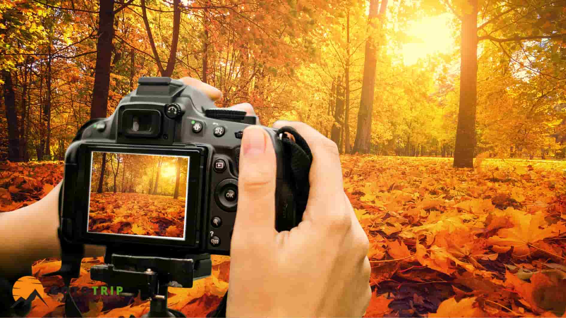 نور نرم و طلایی پاییز