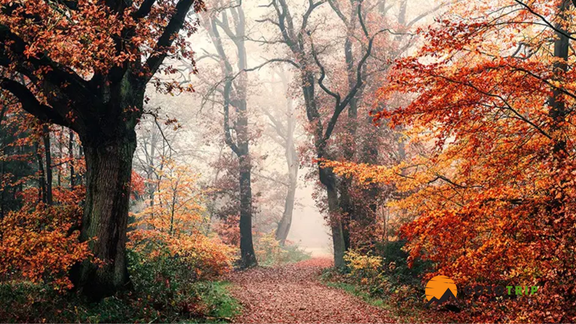 نور نرم و گرم پاییزی