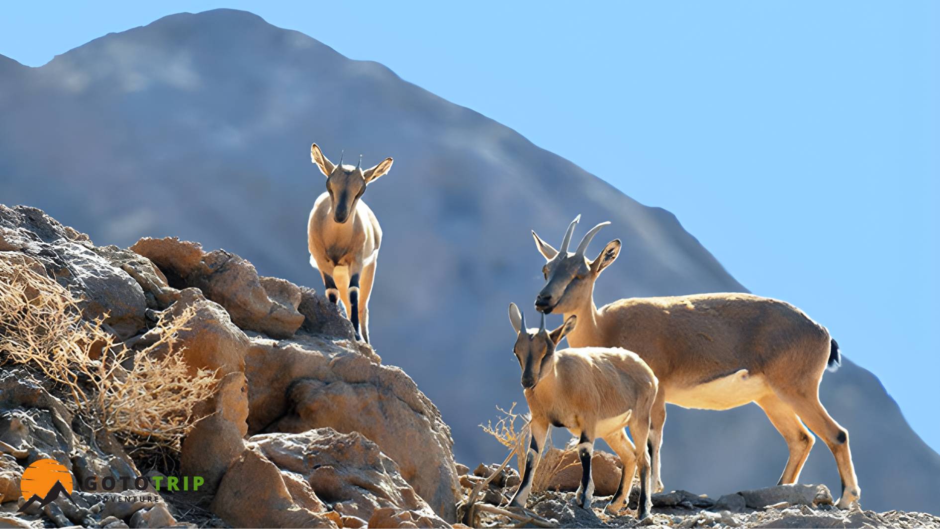 حیات وحش منحصر به فرد کوه دنا