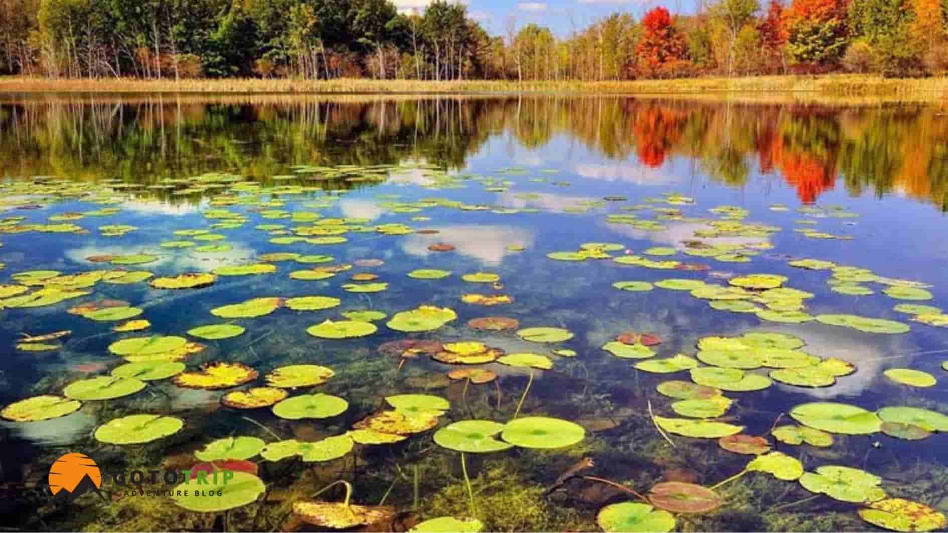 تاریخچه تالاب انزلی