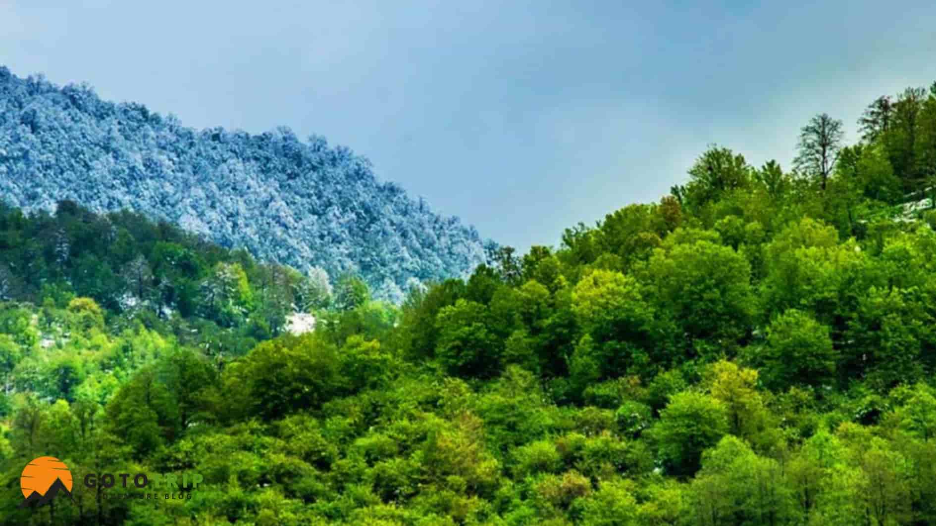 معرفی کلی جنگل‌های ایران