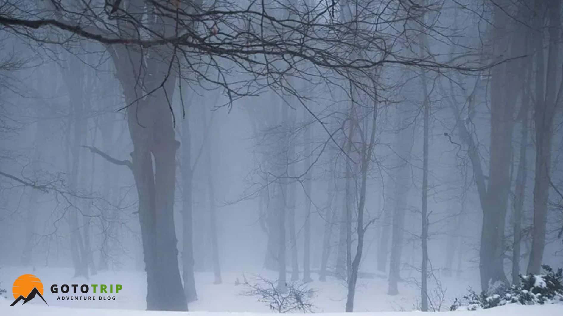 جنگل الیمستان؛ زمستانی رازآلود