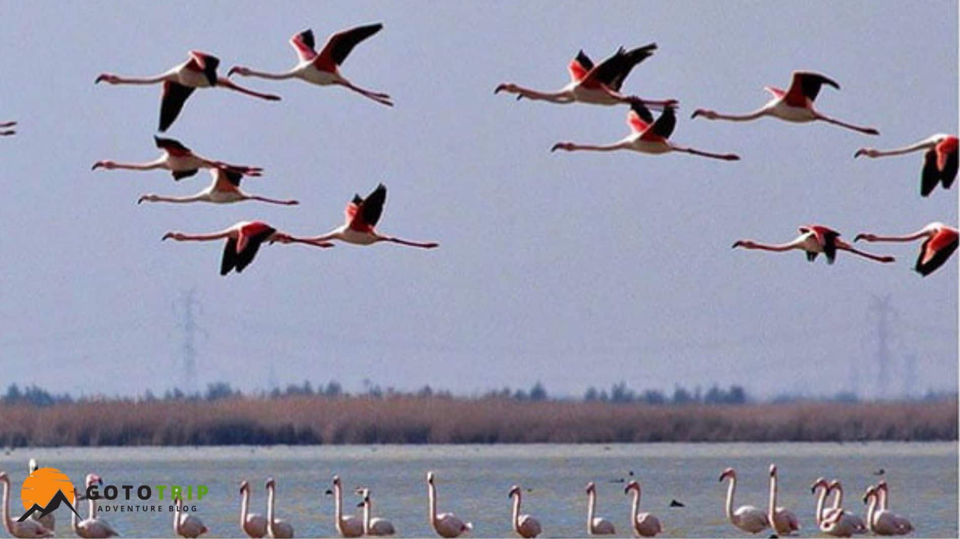 زیست‌بوم و طبیعت تالاب انزلی